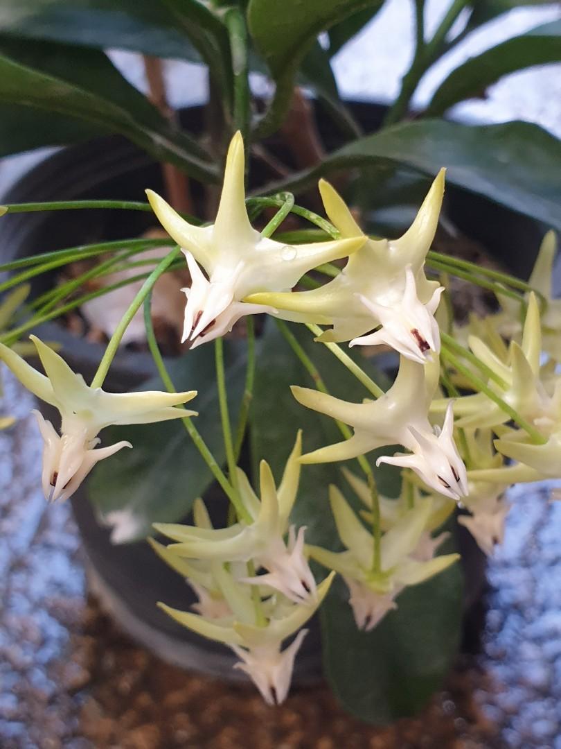 Hoya Shooting Star plant, Gardening, Plants on Carousell