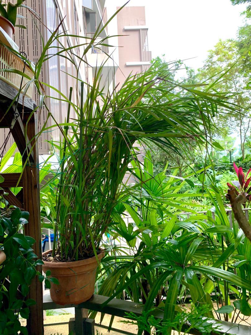 Bamboo Orchid For Sale Gardening Plants On Carousell