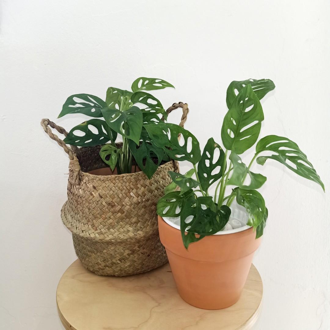 Monstera Adansonii Pokok Hidup Rattan Basket Terracotta Pot Home Furniture Gardening On Carousell