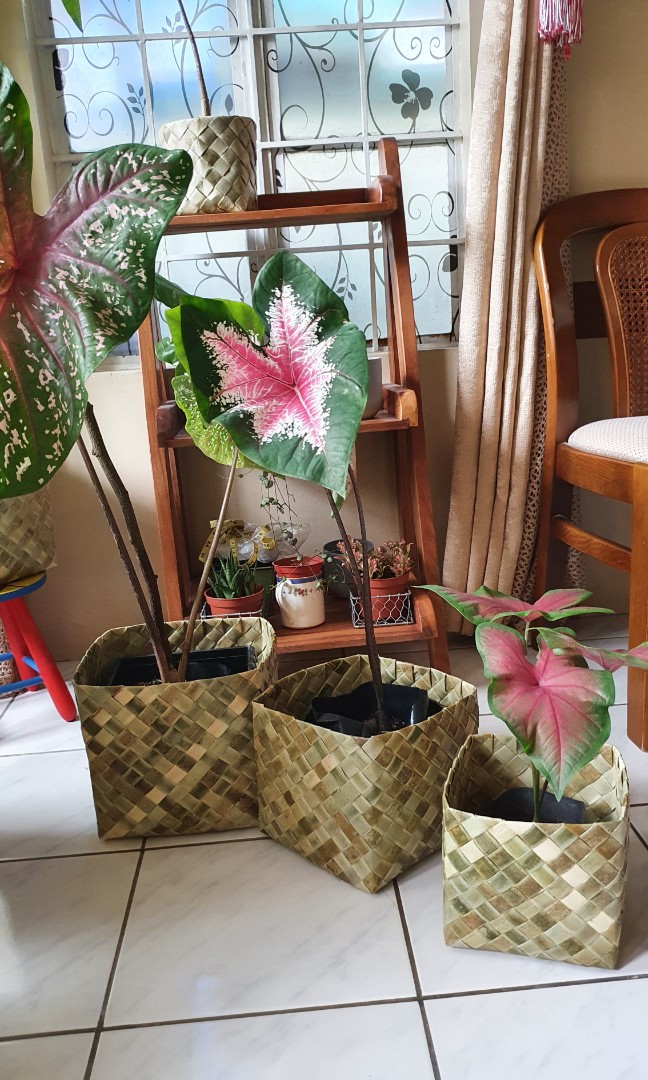Native Handmade Pandan Baskets for your Plant Friends  Caladium Monstera Calathea Alocasia
