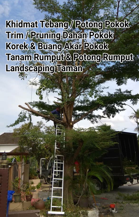 Pakar Tebang Potong Pokok Shah Alam Klang Services Home