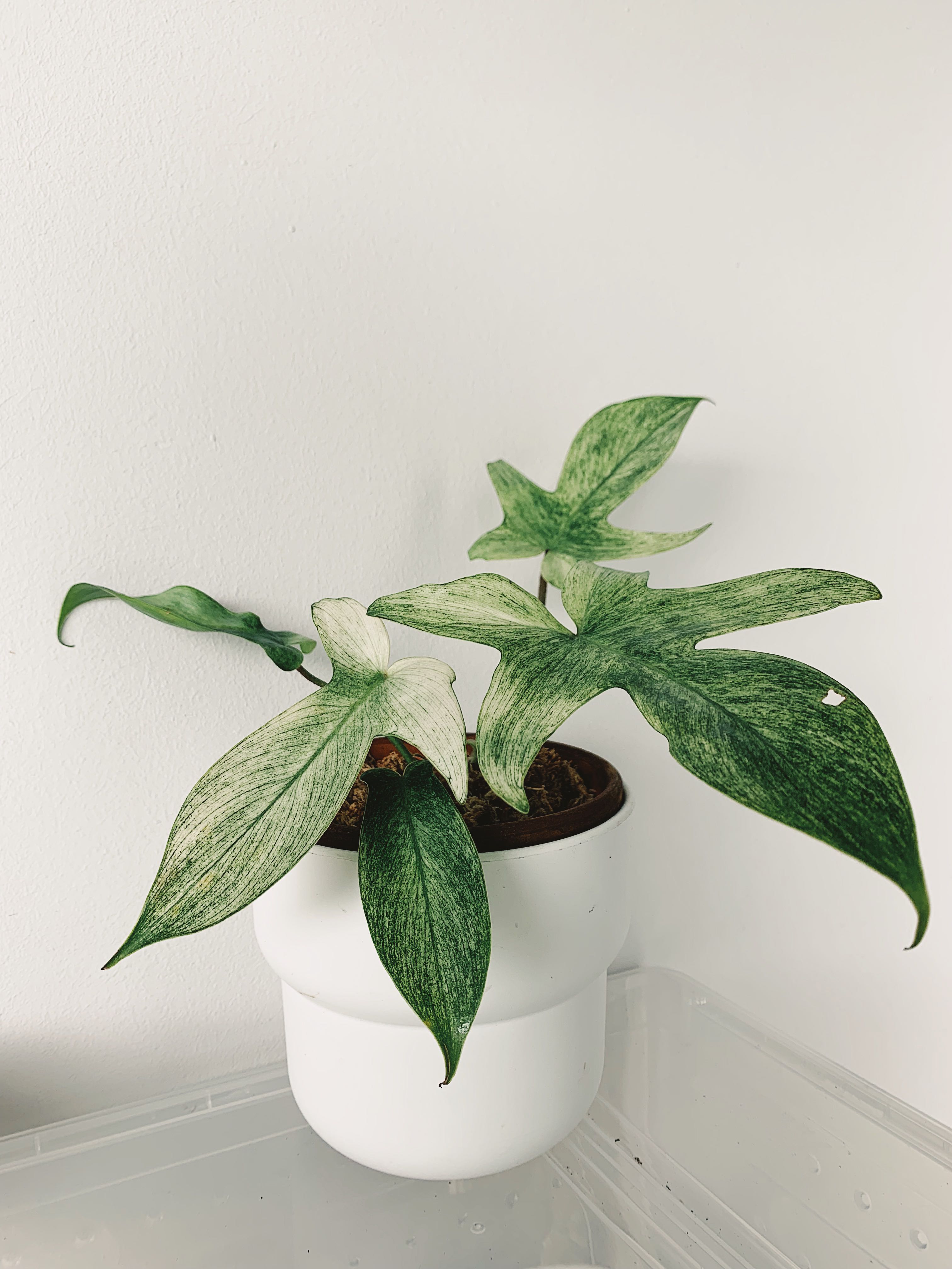 Florida Ghost Mint Philodendron Full Rooted Plant Plantly