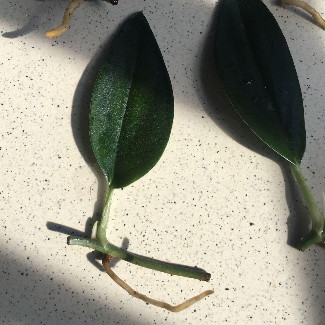 Scindapsus treubii dark form cutting, Furniture & Home Living