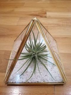 Tillandsia with Loviver Modern Gold Glass Pyramid Terrarium
