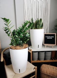 (Category: ) located in . Submitted by dfloralsense (Listing ID 1019640472, Image 1). Description: .