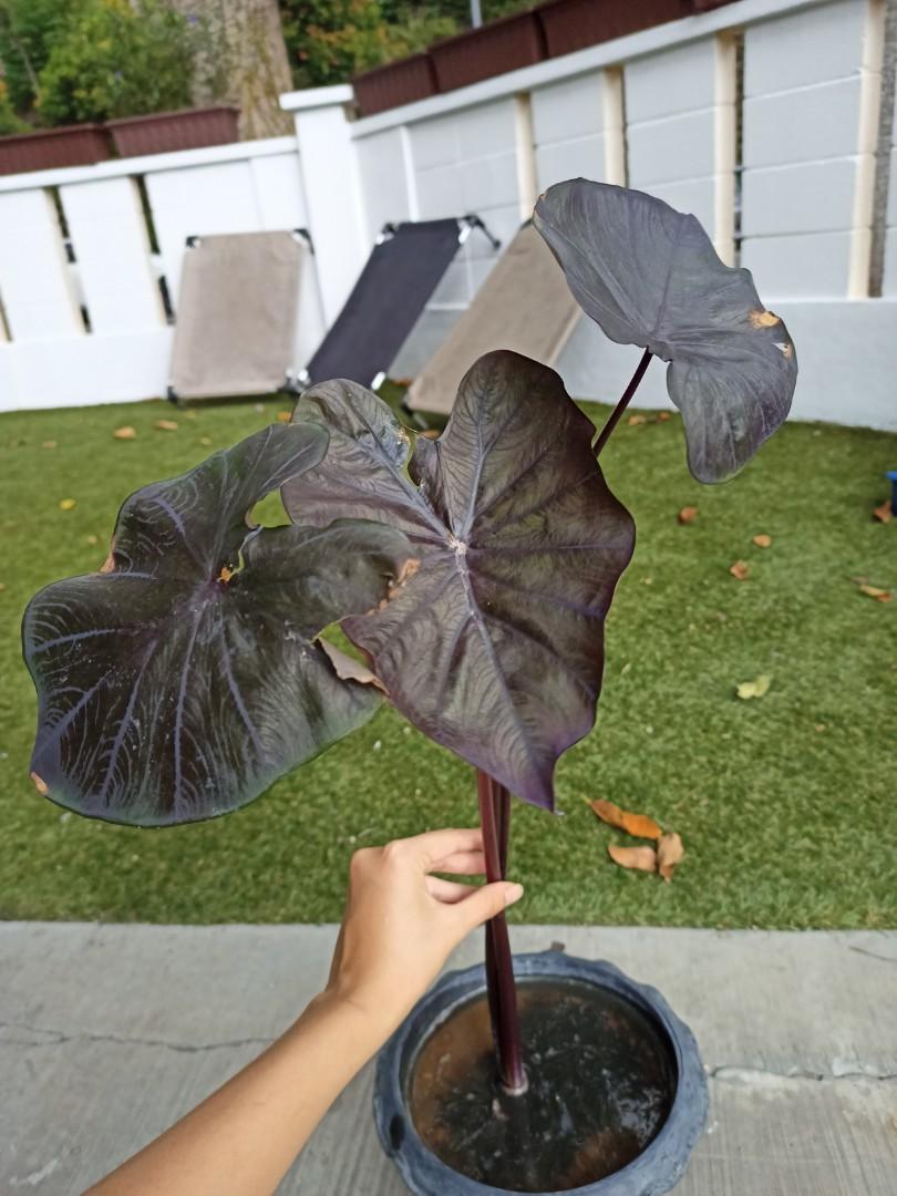 Alocasia Colocasia Black Coral Home Furniture Gardening On Carousell