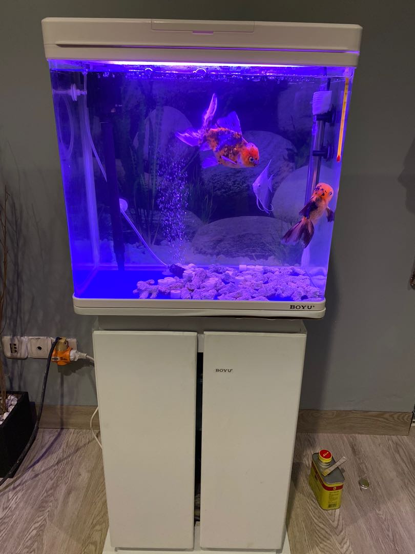 54 Dekorasi Aquarium Boyu HD