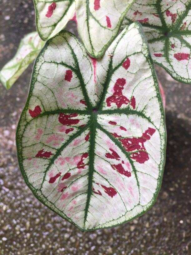 Caladium strawberry star mini, Furniture & Home Living, Gardening ...
