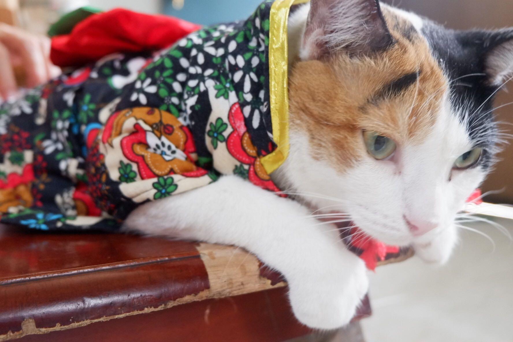 Cat Kimono (Category: Homes & Other Pet Accessories) located in Antipolo. Submitted by a_echevarria (Listing ID 1019917408, Image 3). Description: Cat clothing Will also fit small dogs Japanese style (kimono) RFS: Too small for my fat cat PS: cat not included .