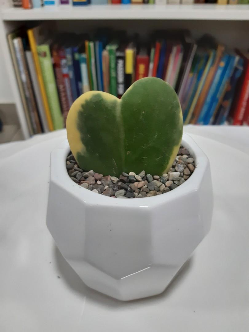 Indoor Plants Hoya Kerrii Home Furniture Gardening On Carousell