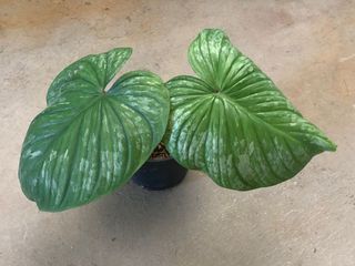 (Category: ) located in . Submitted by plantaddict (Listing ID 1019782928, Image 1). Description: .