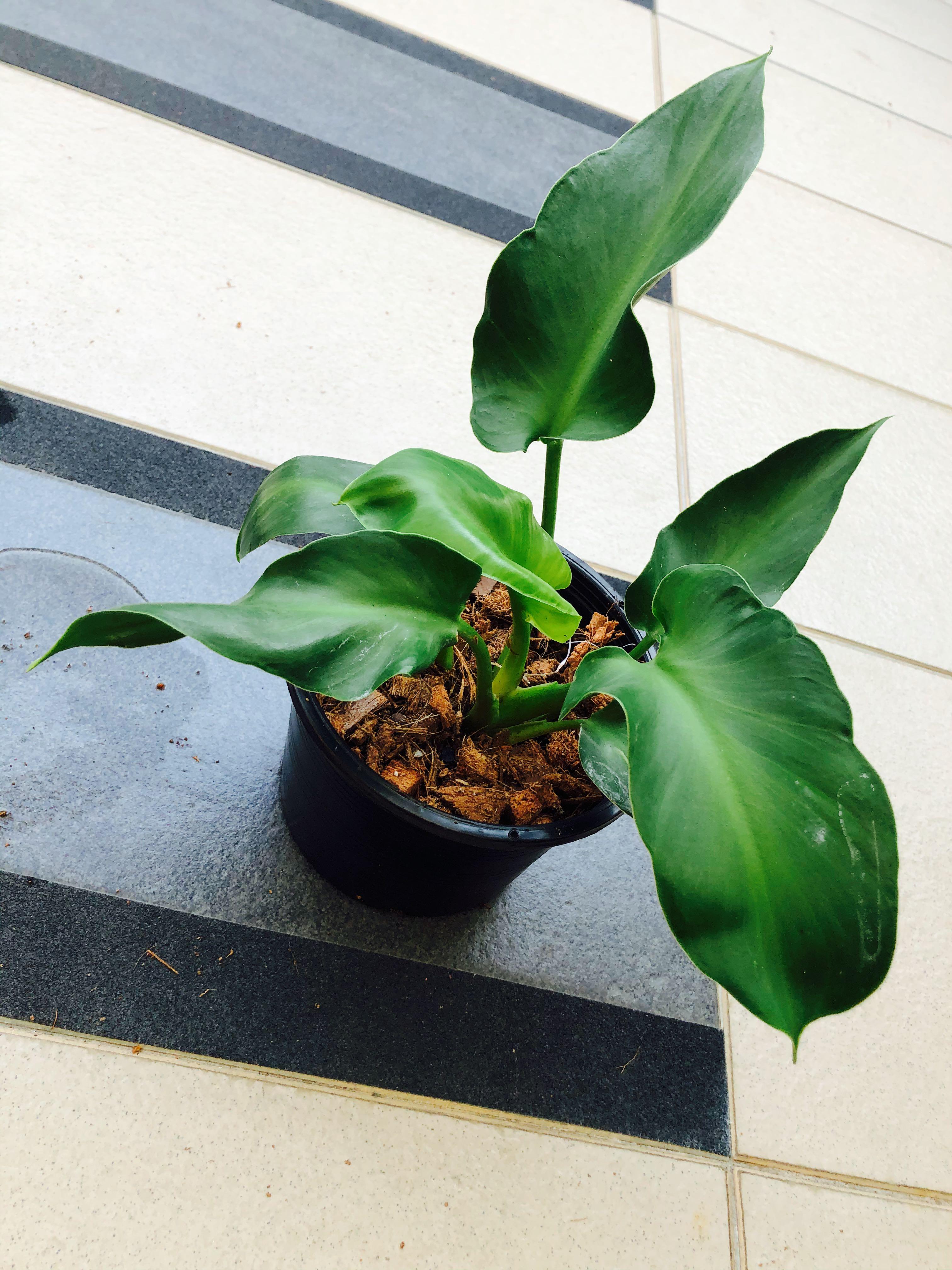 Philodendron Rugosum Aberrant Form Home Furniture Gardening On Carousell