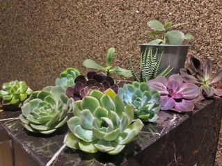 (Category: ) located in . Submitted by heysuccus (Listing ID 1019966054, Image 1). Description: .