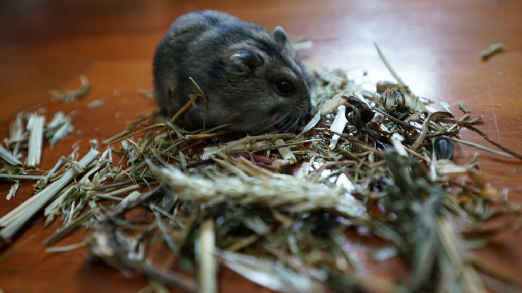 burgess hamster