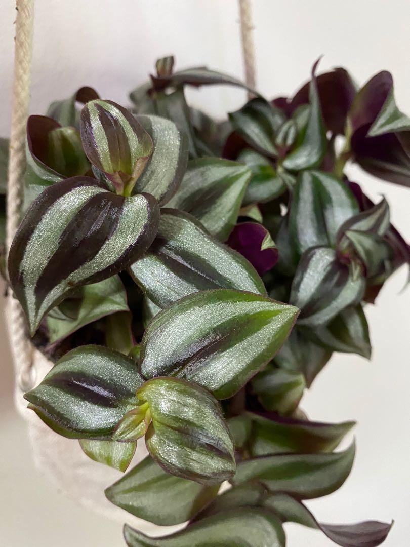 Tradescantia zebrina wandering Jew spiderwort silver ...