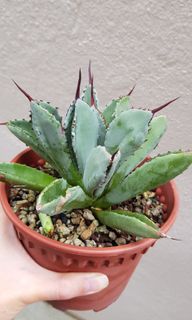 (Category: ) located in . Submitted by succulent.yinn (Listing ID 1020052775, Image 1). Description: .
