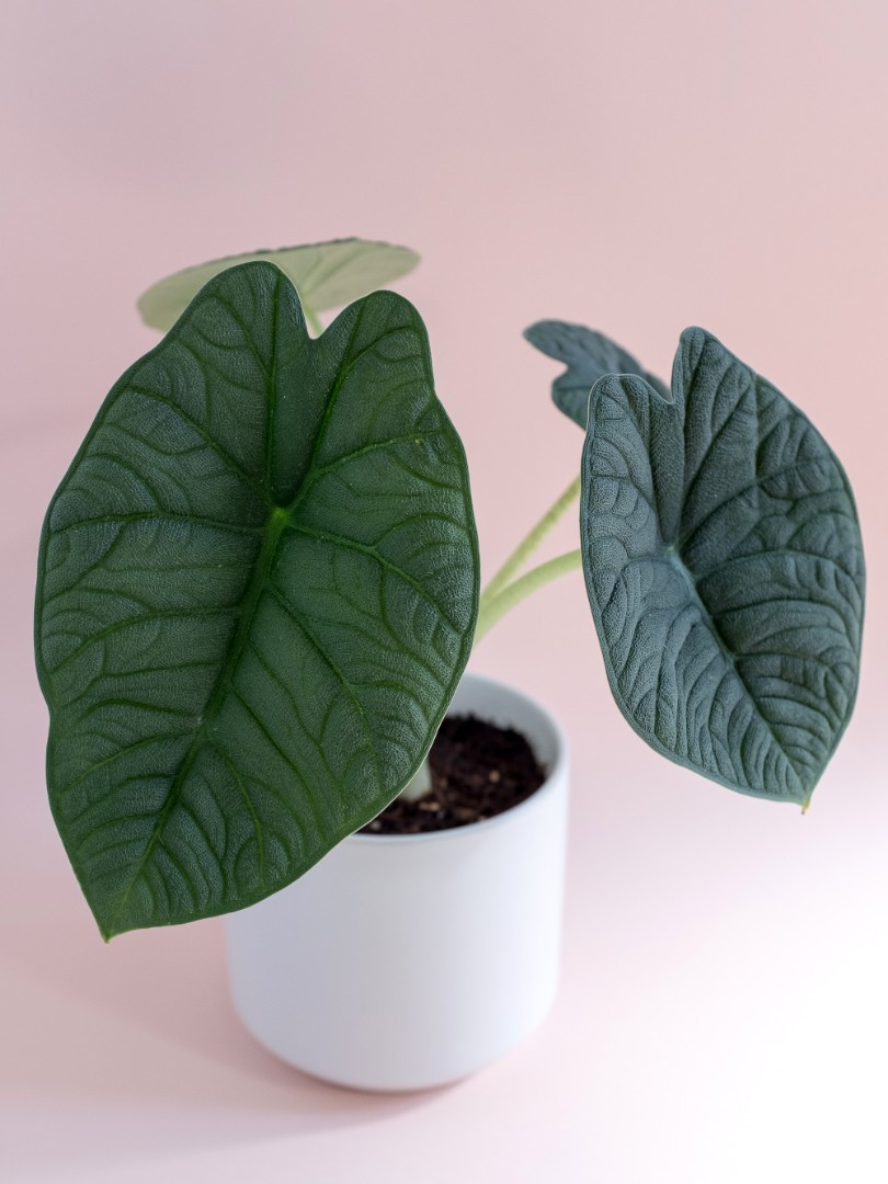 Alocasia Melo Rugosa Rhino Skin Plant Gardening Plants On Carousell Anthurium vitarifolium free phytosanitary certificate. alocasia melo rugosa rhino skin plant
