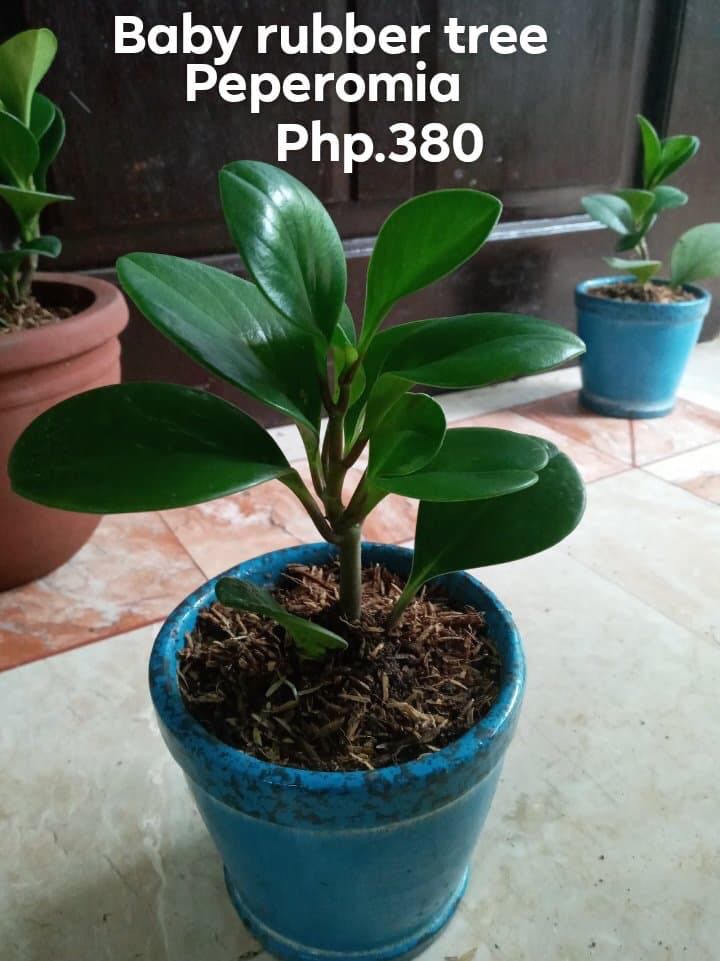 Baby Rubber Tree Peperomia Gardening Flowers Plants On Carousell