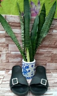 (Category: ) located in . Submitted by jenscollectionitems (Listing ID 1020120961, Image 1). Description: .