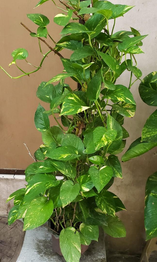 Golden Pothos Large Gardening Flowers Plants On Carousell