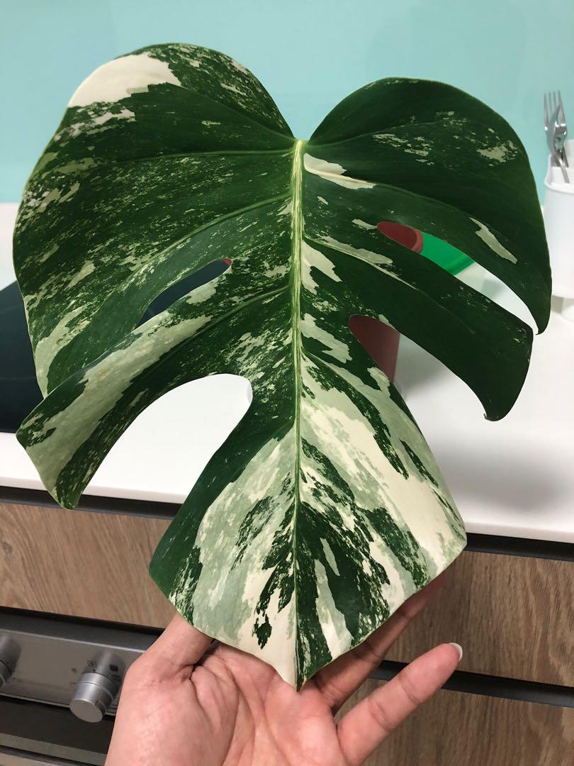 Monstera Albo Borsigiana Gardening Plants On Carousell