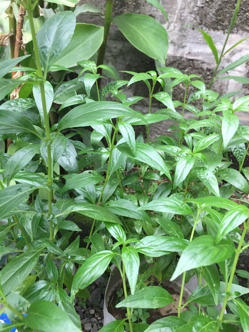 Organic Serpentina plant (Herbal medicine), Furniture & Home Living