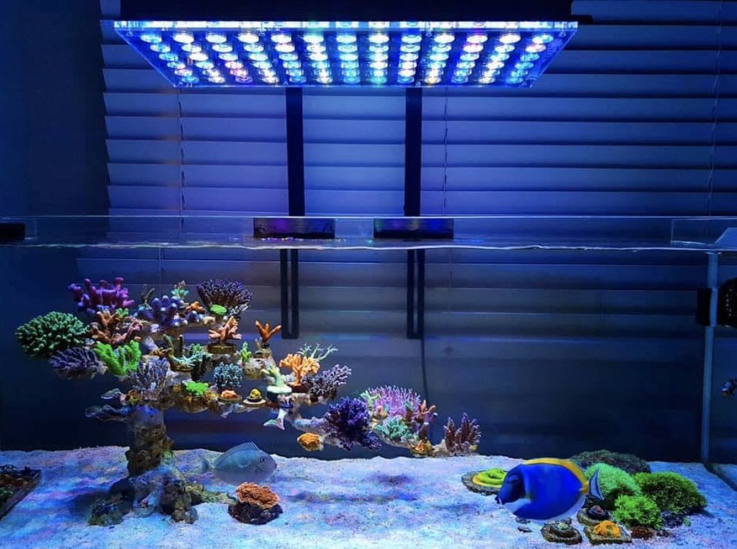 Is Atlantik iCon the best light for coral pop fluorescence? •Orphek