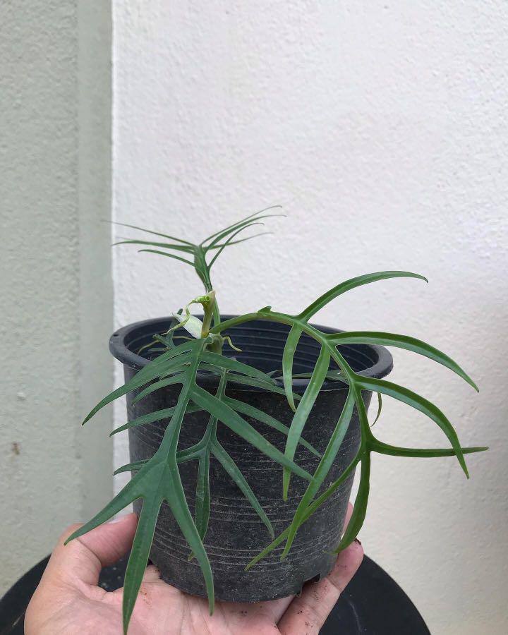 Philodendron Tortum Home Furniture Gardening On Carousell