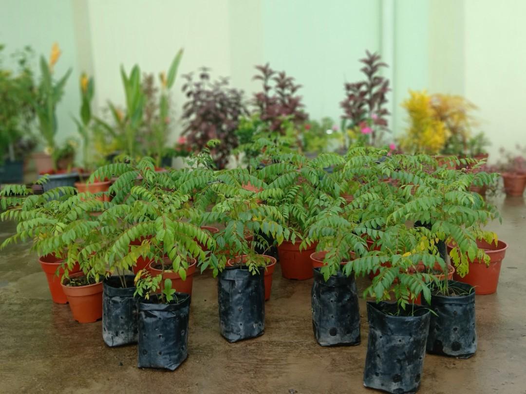 Pokok Kari Pokok Hidup Home Furniture Gardening On Carousell