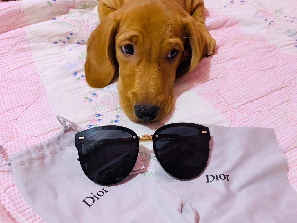 dachshund preloved