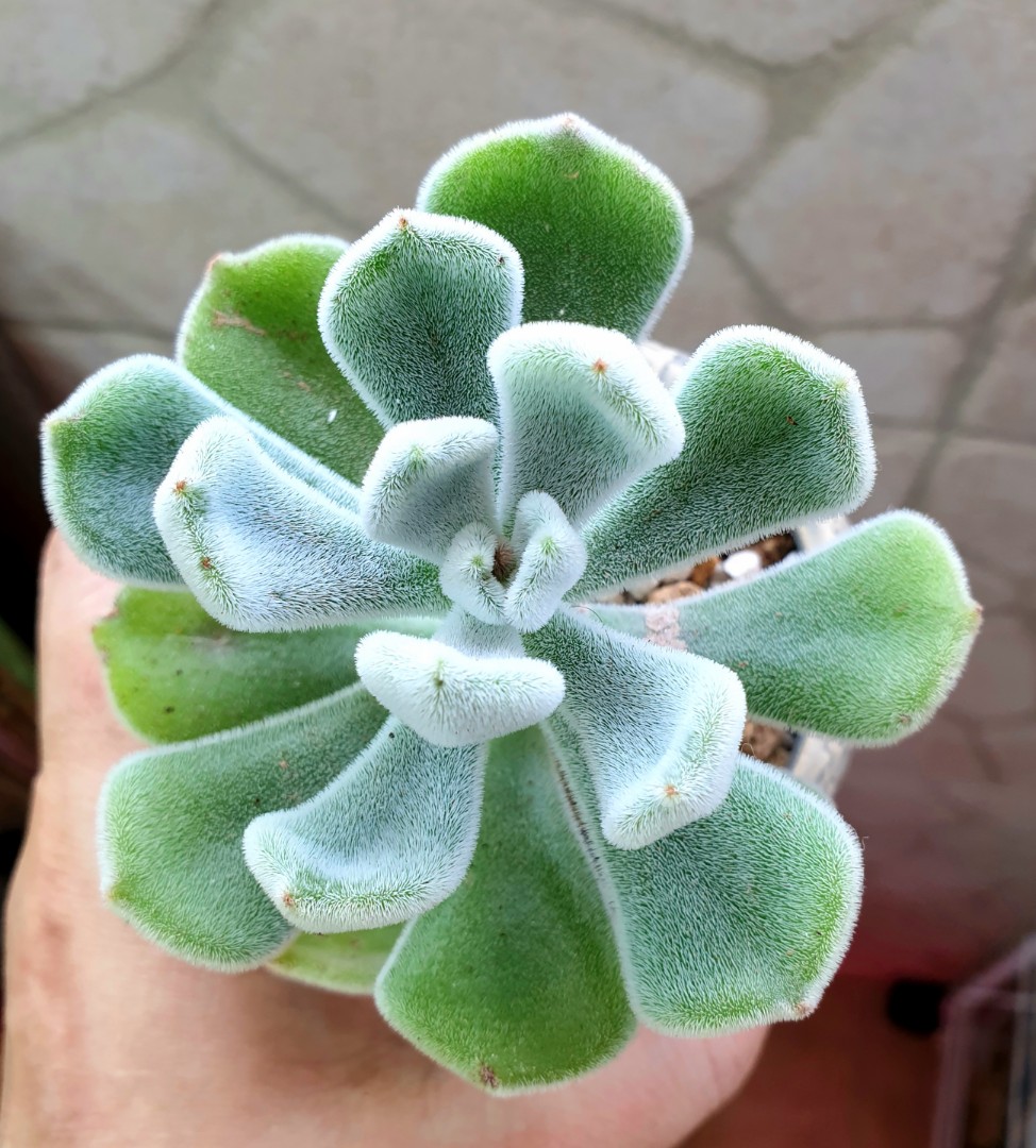 Rare Echeveria Fuzzy Furry Leaves Setosa Multi Meat Succulent èè´¨æ¤ç© Gardening Plants On Carousell