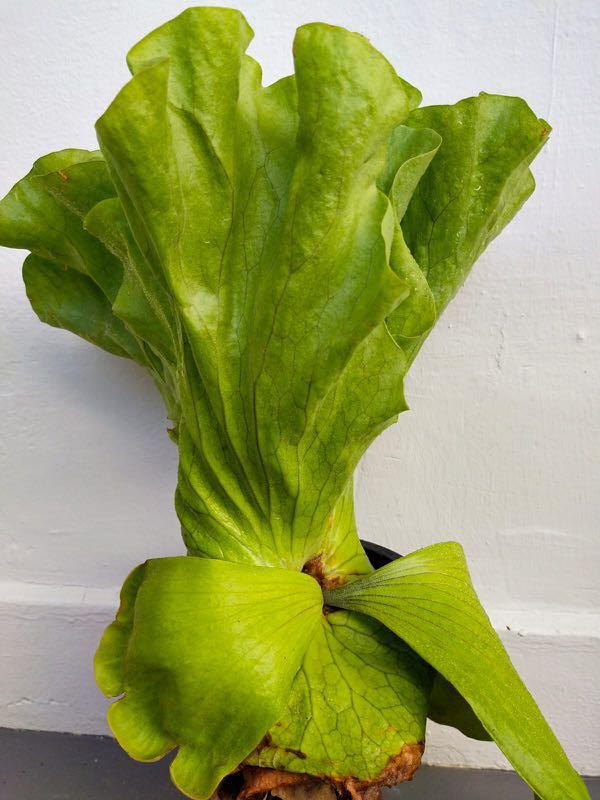 Rare Platycerium Grande X Elephantotis Staghorn Fern Gardening Plants On Carousell Rare Platycerium Grande X Elephantotis Staghorn Fern Gardening Plants On Carousell