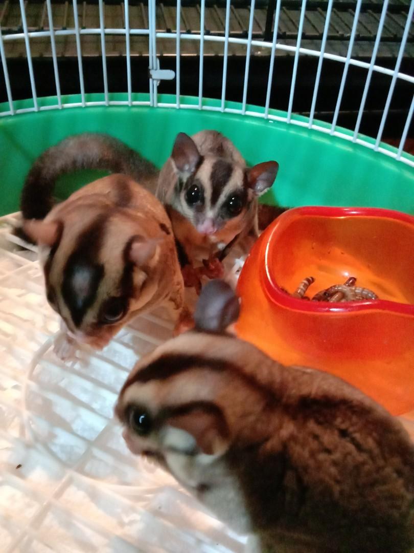 Sugar Glider Pet Supplies Pet Food On Carousell