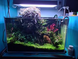 (Category: ) located in . Submitted by algaeboy (Listing ID 1020513498, Image 1). Description: .