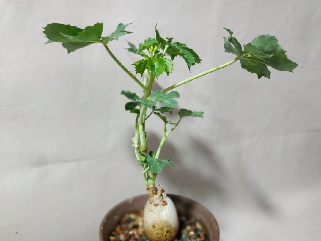 精緻な植物紋☆サンルイ クリスタル 大型デキャンタ 36