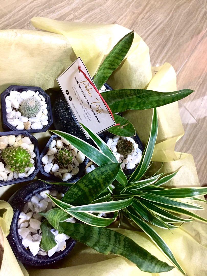 Birthday Plant (Category: Plants & Seeds) located in Cavite. Submitted by wixie (Listing ID 1020436311, Image 2). Description: Give the gift that grow! 🍃 Gift ideas for your loved one, valentine, birthday, anniversary & mother's day. 🌿 You may visit us on our facebook page @poteepots.ph for more indoor plant.