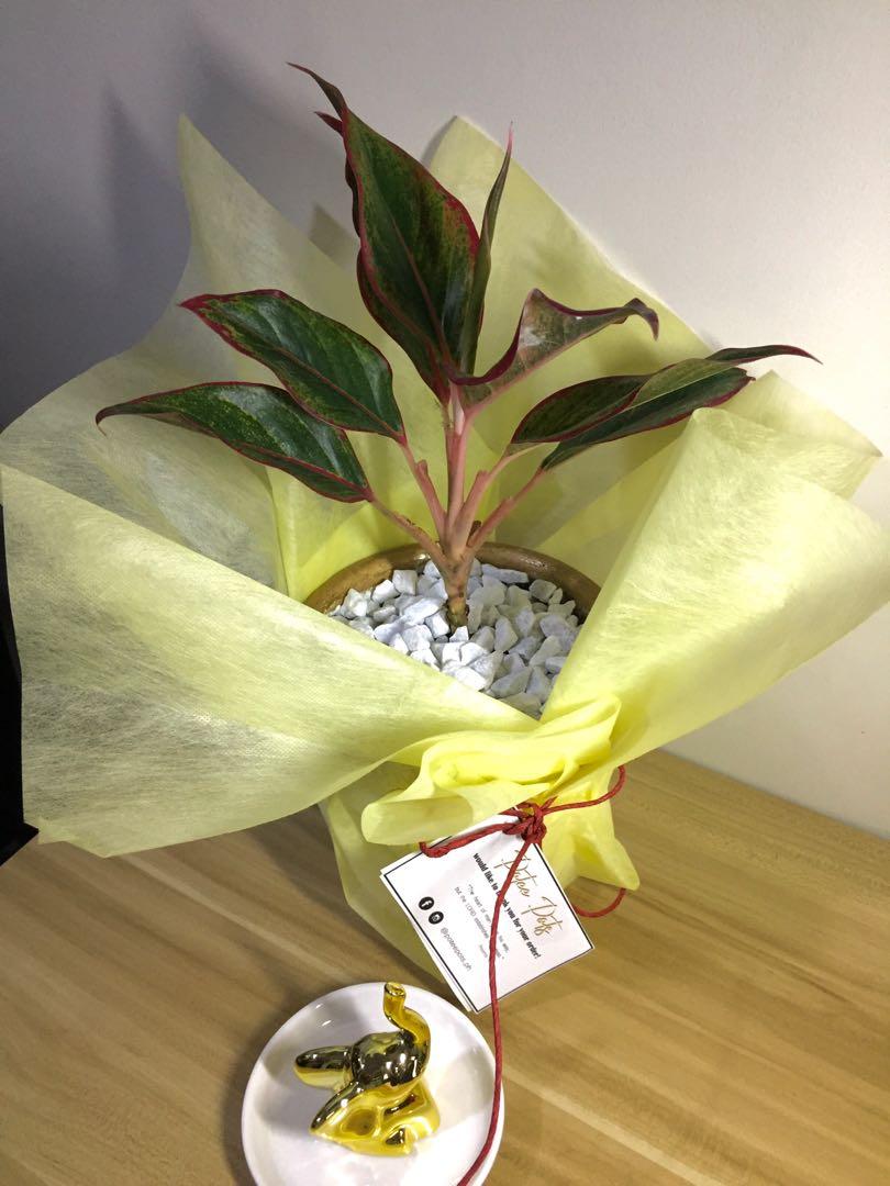 Birthday Plant (Category: Plants & Seeds) located in Cavite. Submitted by wixie (Listing ID 1020436311, Image 1). Description: Give the gift that grow! 🍃 Gift ideas for your loved one, valentine, birthday, anniversary & mother's day. 🌿 You may visit us on our facebook page @poteepots.ph for more indoor plant.