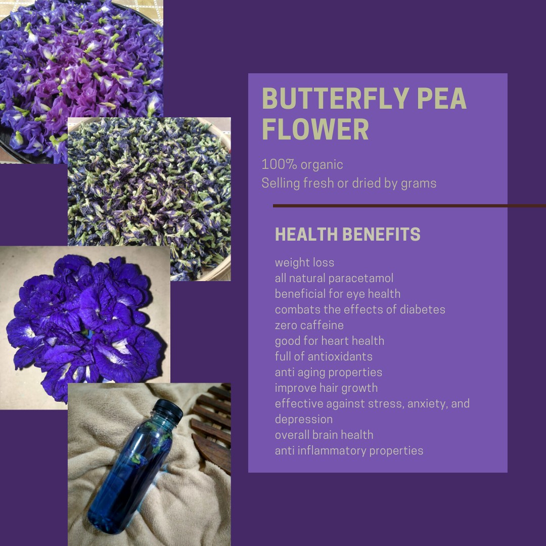 Butterfly Pea Flower Clitoria Ternatea Blue Ternate Food Drinks Healthy Eating On Carousell Nettle tea is regarded as a great natural remedy. butterfly pea flower clitoria ternatea blue ternate