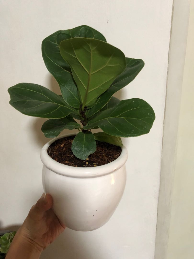 Ficus lyrata fiddle leaf fig bambino dwarf indoor plant, Furniture ...