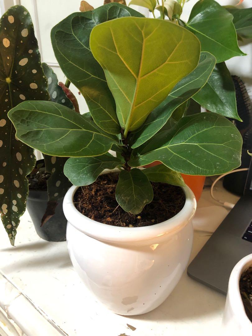 Ficus lyrata fiddle leaf fig bambino dwarf indoor plant, Furniture ...