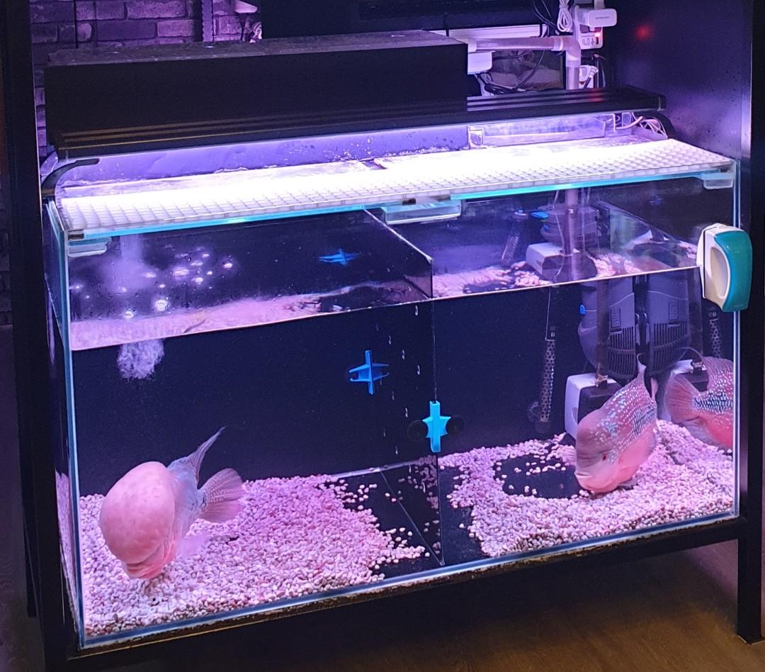 fish tank pet supplies for fish fish