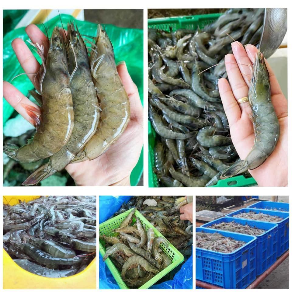Fresh Shrimp 22grams each (Category: Fresh Produce) located in Valenzuela. Submitted by lablancos (Listing ID 1020432501, Image 1). Description: 📣Good news Shrimpaholics! 🦐We will be having a weekend sale!! Fresh and Quality harvested shrimps from GENERAL SANTOS CITY ➡️ MANILA ✈️ 💯❤️🦐🦐🦐 ‼️PAYMENT OPTIONS: BDO / GCASH / PAYMAYA 📌please be advised that this is PRE-ORDER : STRICTLY NO CANCELLATIONS OF ORDERS. 📌We're open for Retail, wholesal