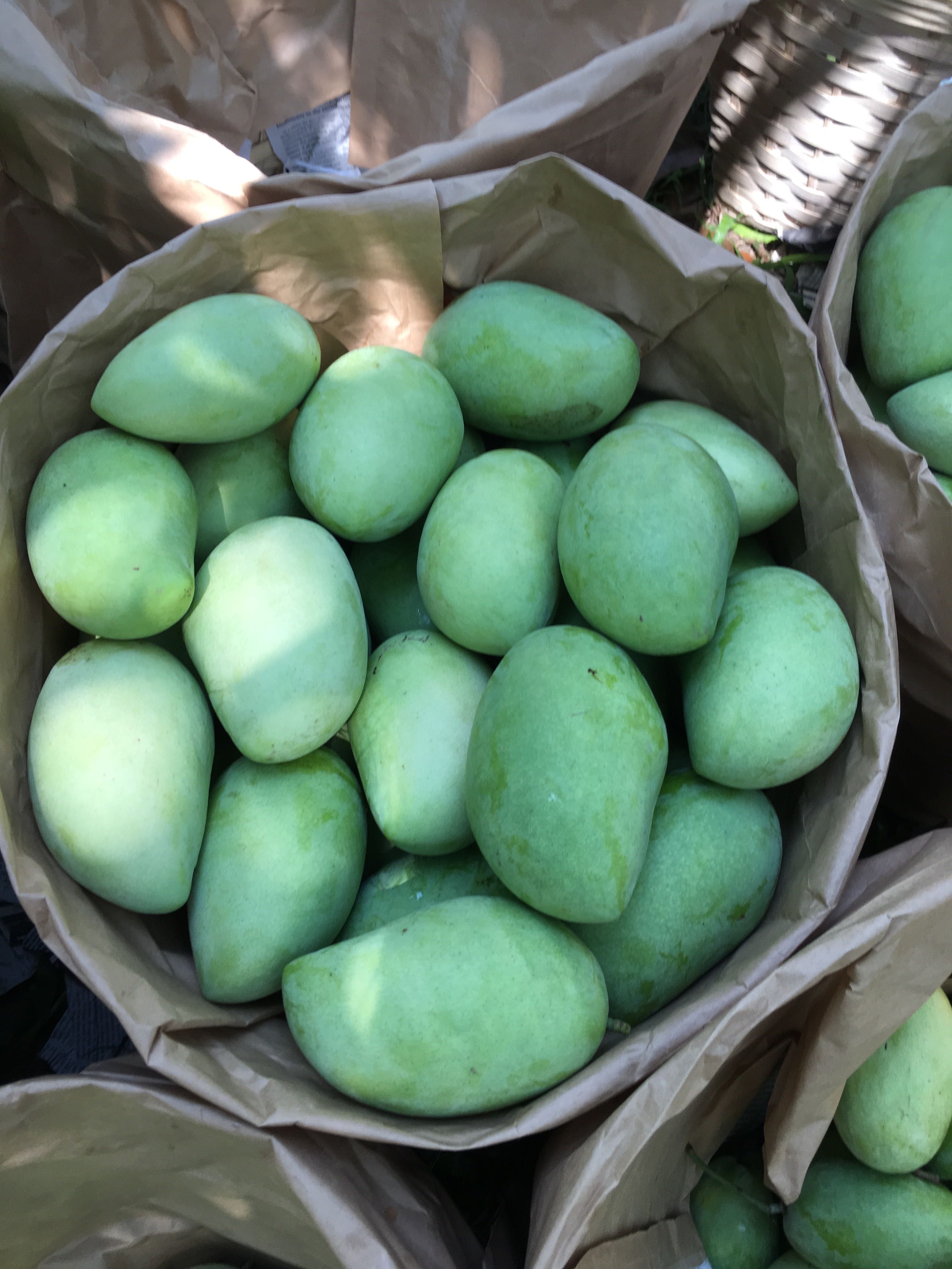 MANGO FARM In Pangasinan, Property, For Sale on Carousell