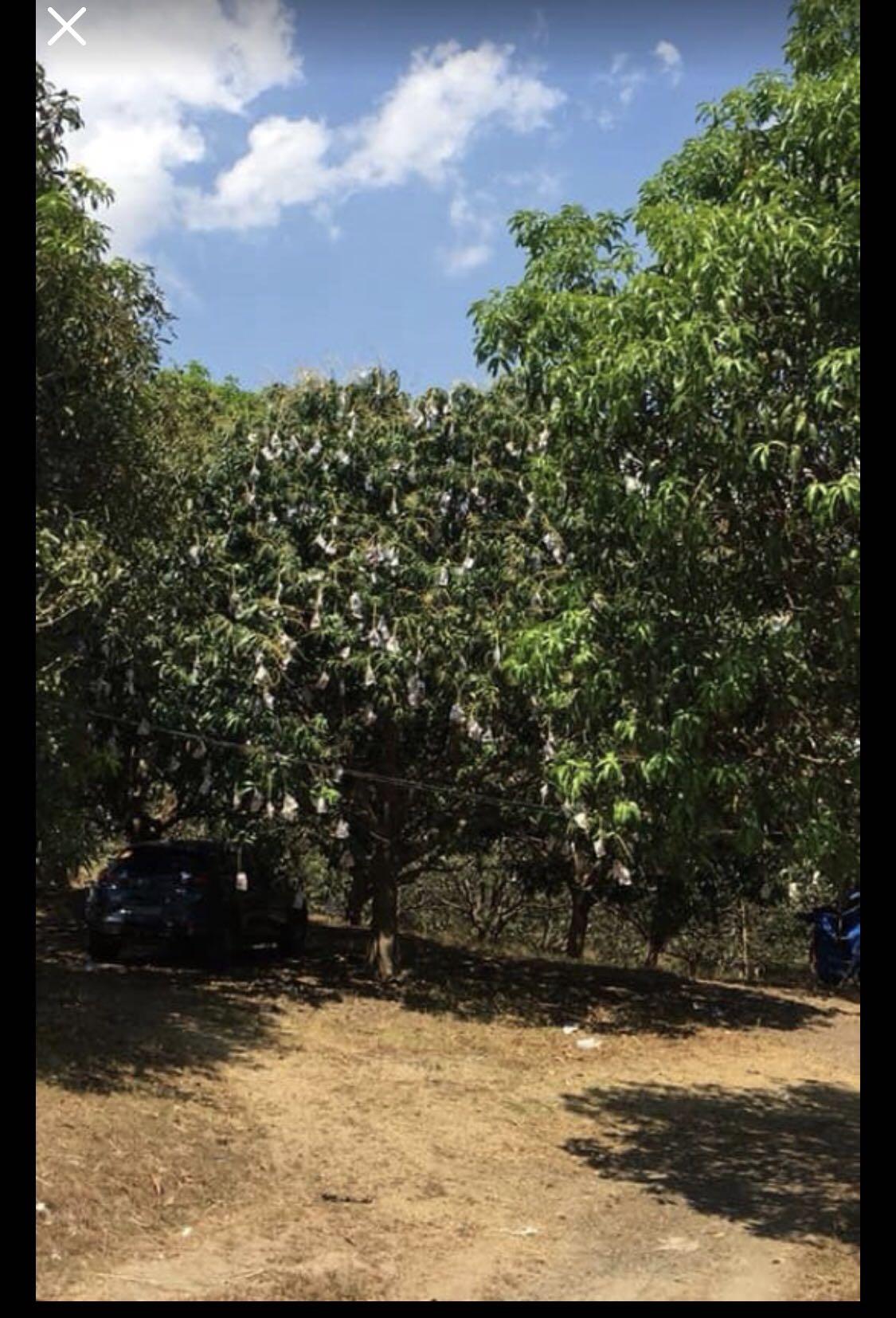 MANGO FARM In Pangasinan, Property, For Sale on Carousell