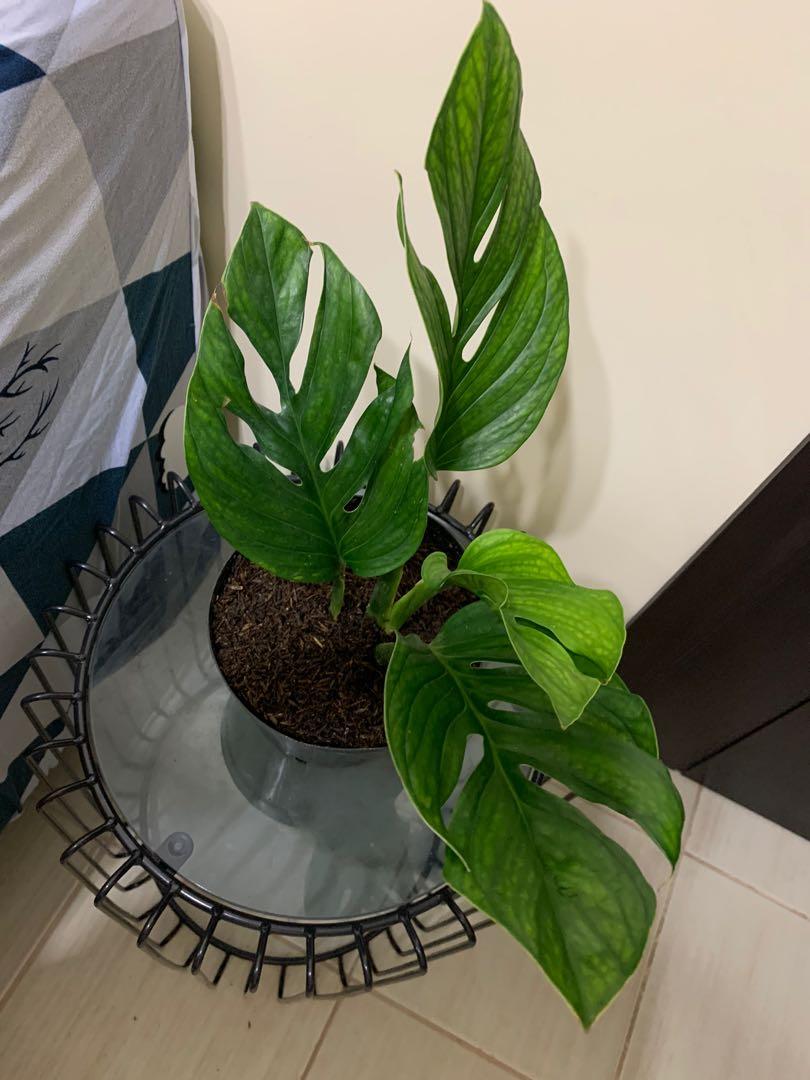 Monstera Pinnatipartita Gardening Flowers Plants On Carousell