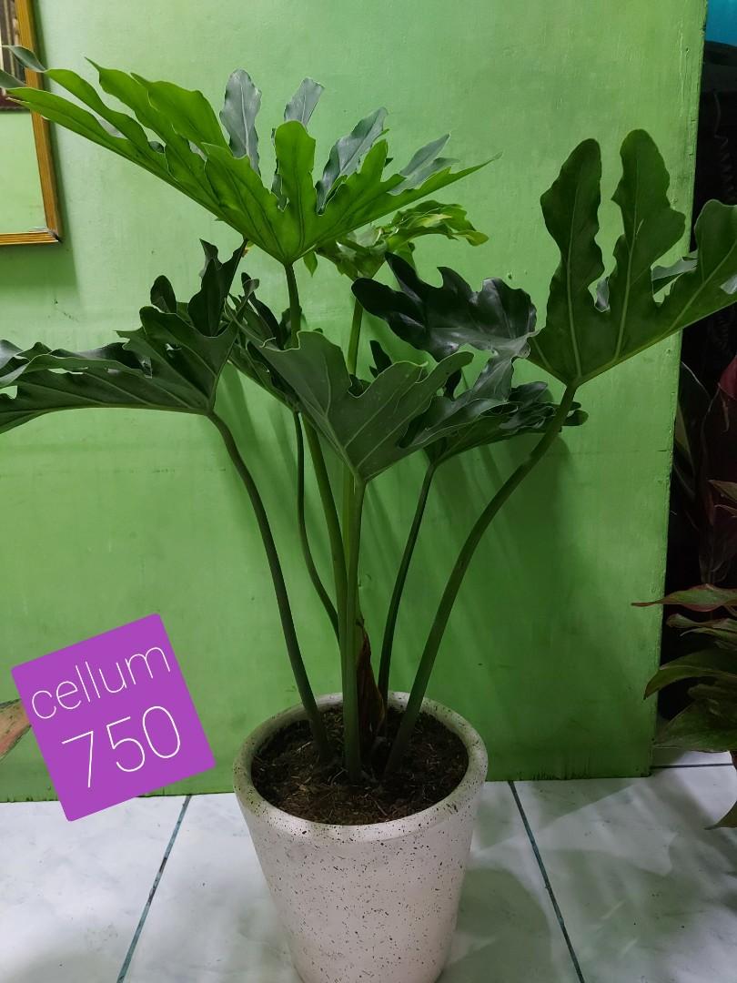 Ornamental Plants Gardening Flowers Plants On Carousell