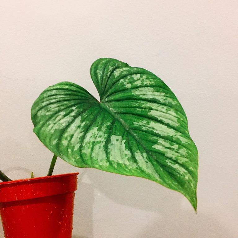 Philodendron Mamei Home Furniture Gardening On Carousell
