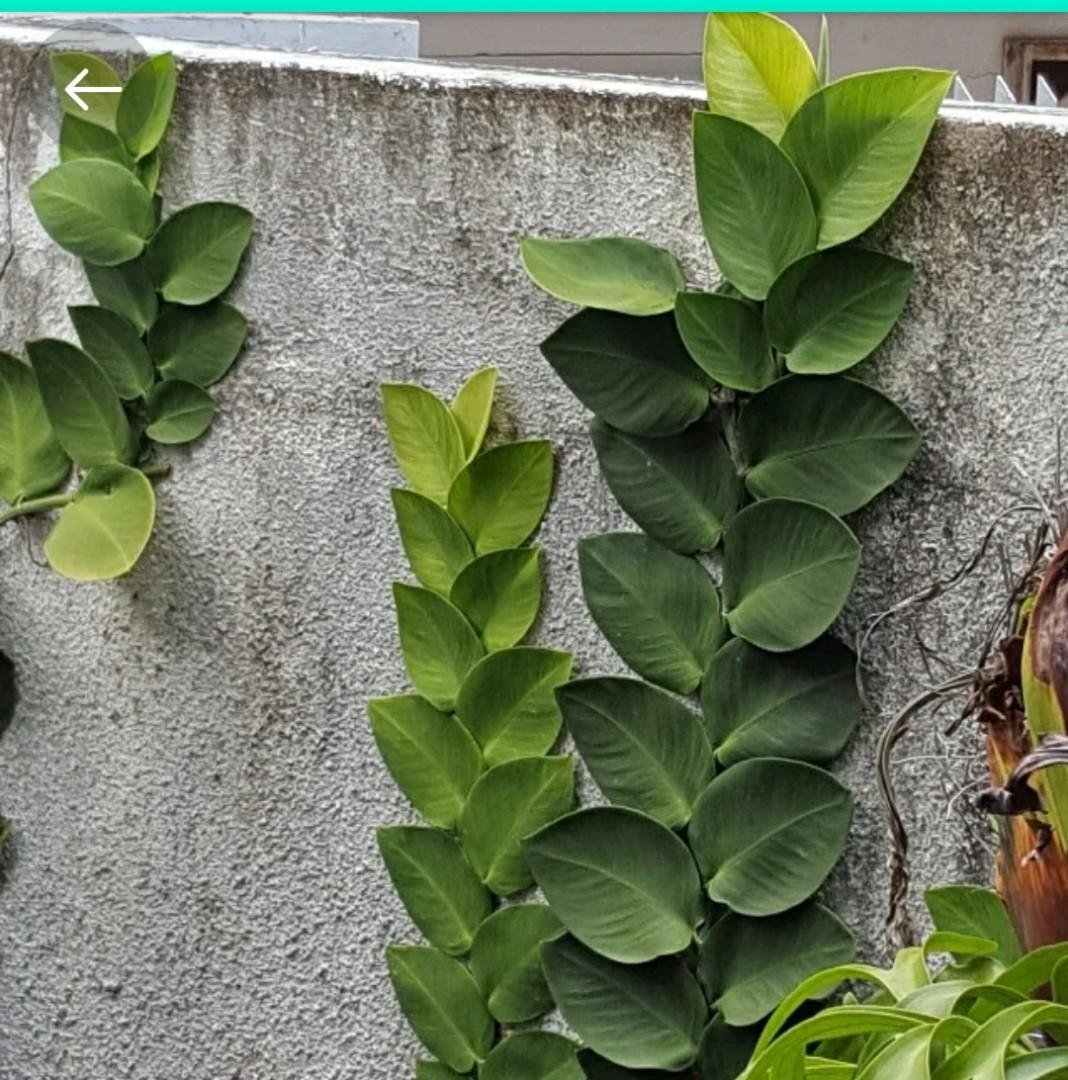 Rhapidophora Hayi The Ultimate Climber Furniture Home Living Gardening Plants Seeds On Carousell