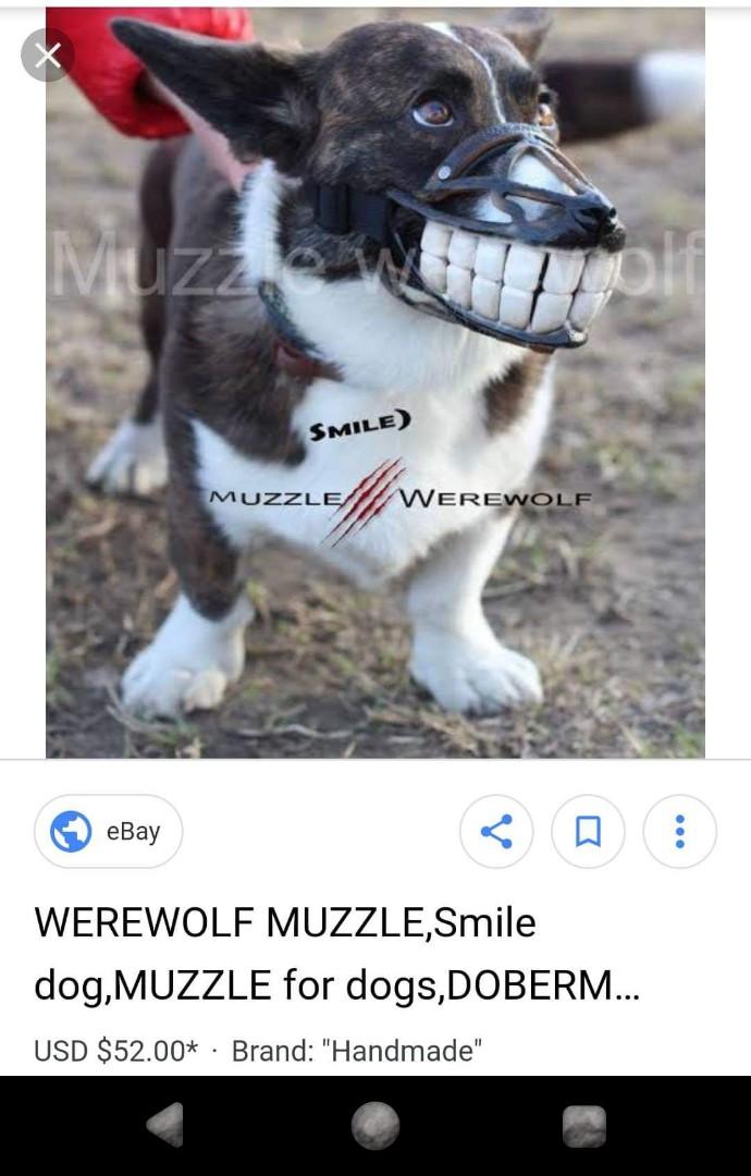 smiling dog muzzle