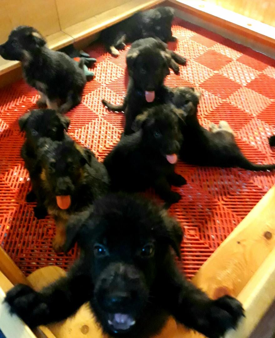Whelping Box Large Breed Siberian Husky Alaskan Malamute Golden Retriever Gsd Belgian Malinois Bull Mastiff German Shepherd Bulldog Doberman Pets Supplies Pet Accessories On Carousell